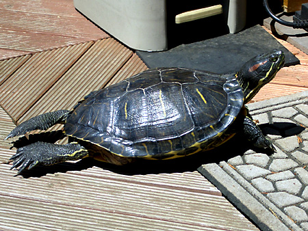 猫、チンチラ・来夢、来喜、ミドリガメ・マックス、コロタン