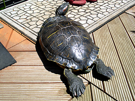 猫、チンチラ・来夢、来喜、ミドリガメ・マックス、コロタン