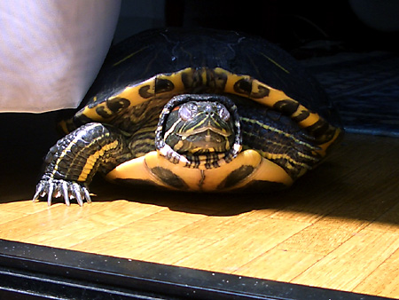 猫、チンチラ・来夢、来喜、ミドリガメ・マックス、コロタン