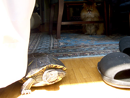 猫、チンチラ・来夢、来喜、ミドリガメ・マックス、コロタン