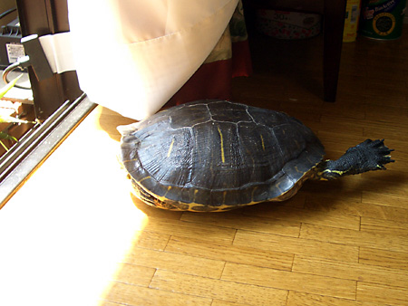 猫、チンチラ・来夢、来喜、ミドリガメ・マックス、コロタン