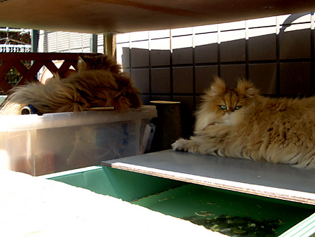 猫、チンチラ・来夢、来喜、ミドリガメ・マックス、コロタン