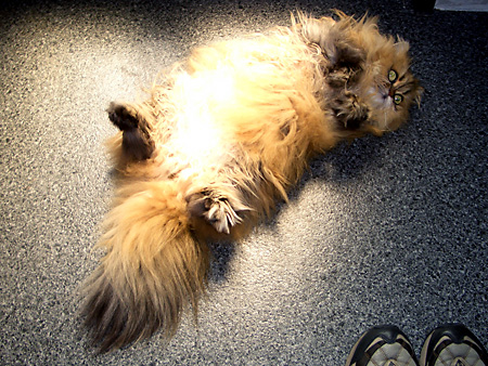 猫、チンチラ・来夢、来喜、ミドリガメ・マックス、コロタン