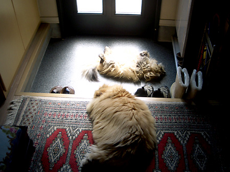 猫、チンチラ・来夢、来喜、ミドリガメ・マックス、コロタン