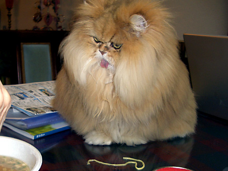 猫、チンチラ・来夢、来喜、ミドリガメ・マックス、コロタン