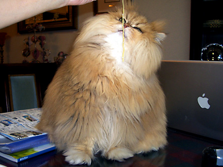 猫、チンチラ・来夢、来喜、ミドリガメ・マックス、コロタン