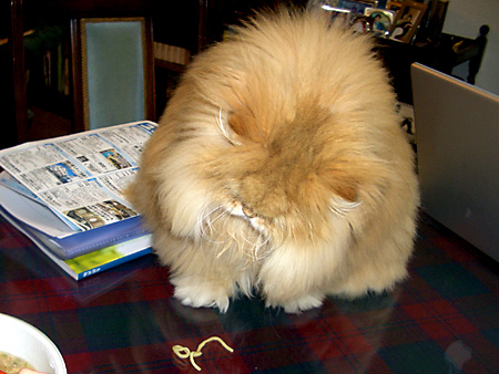 猫、チンチラ・来夢、来喜、ミドリガメ・マックス、コロタン