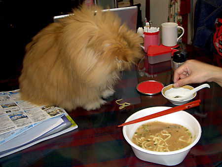 猫、チンチラ・来夢、来喜、ミドリガメ・マックス、コロタン