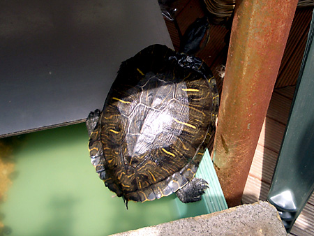 猫、チンチラ・来夢、来喜、ミドリガメ・マックス、コロタン