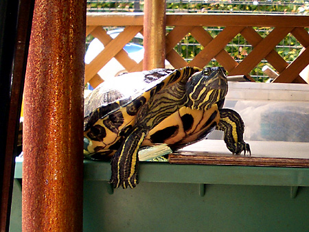 猫、チンチラ・来夢、来喜、ミドリガメ・マックス、コロタン