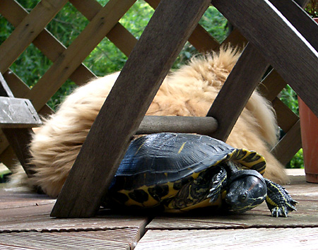 猫, チンチラ・ゴールデン, 来夢, 来喜
