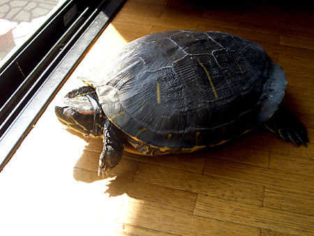 猫、チンチラ・来夢、来喜、ミドリガメ・マックス、コロタン