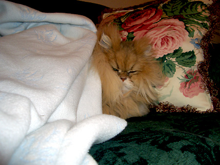 猫、チンチラ・来夢、来喜、ミドリガメ・マックス、コロタン