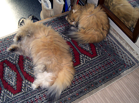 猫, チンチラ・ゴールデン, 来夢, 来喜