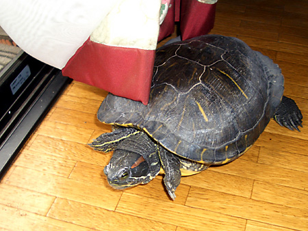 猫、チンチラ・来夢、来喜、ミドリガメ・マックス、コロタン