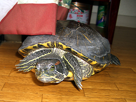 猫、チンチラ・来夢、来喜、ミドリガメ・マックス、コロタン