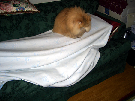 猫、チンチラ・来夢、来喜、ミドリガメ・マックス、コロタン