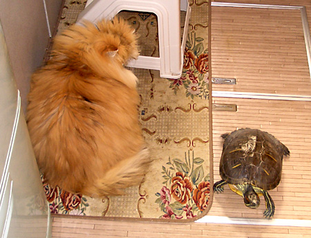 猫, チンチラ・ゴールデン, 来夢, 来喜