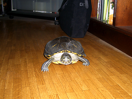 猫、チンチラ・来夢、来喜、ミドリガメ・マックス、コロタン