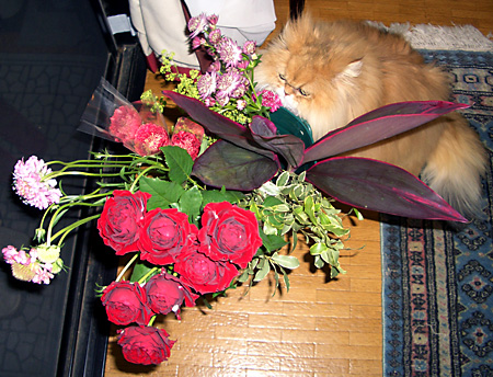 猫, チンチラ・ゴールデン, 来夢, 来喜