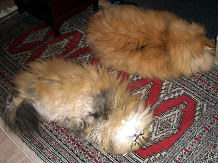 猫、チンチラ・来夢、来喜、ミドリガメ・マックス、コロタン