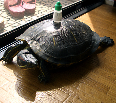 猫, チンチラ・ゴールデン, 来夢, 来喜