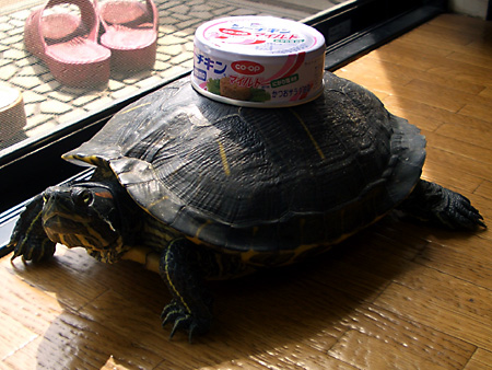 猫、チンチラ・来夢、来喜、ミドリガメ・マックス、コロタン