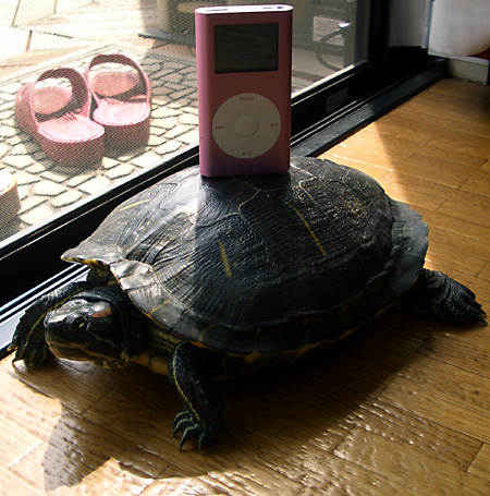 猫, チンチラ・ゴールデン, 来夢, 来喜