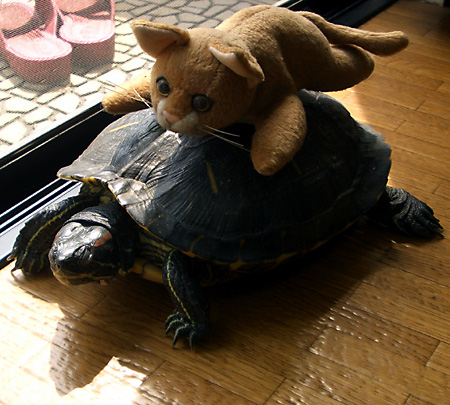 猫, チンチラ・ゴールデン, 来夢, 来喜