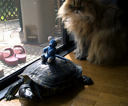 猫, チンチラ・ゴールデン, 来夢, 来喜