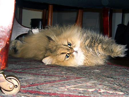 猫、チンチラ・来夢、来喜、ミドリガメ・マックス、コロタン