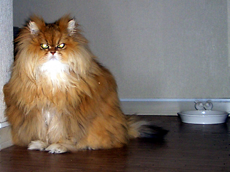 猫, チンチラ・ゴールデン, 来夢, 来喜