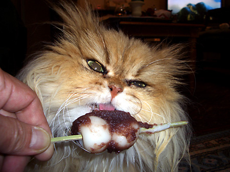 猫、チンチラ・来夢、来喜、ミドリガメ・マックス、コロタン