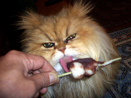 猫、チンチラ・来夢、来喜、ミドリガメ・マックス、コロタン