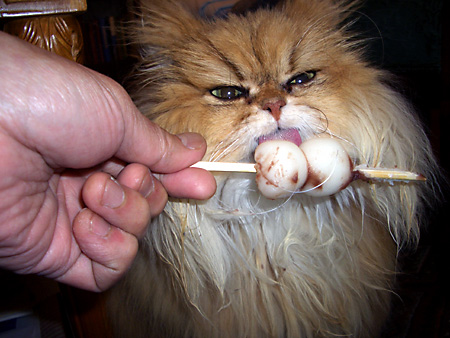 猫、チンチラ・来夢、来喜、ミドリガメ・マックス、コロタン