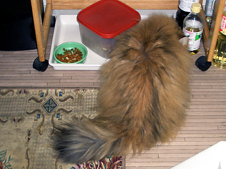 猫、チンチラ・来夢、来喜、ミドリガメ・マックス、コロタン