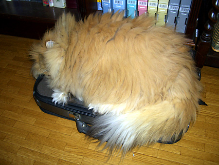 猫、チンチラ・来夢、来喜、ミドリガメ・マックス、コロタン