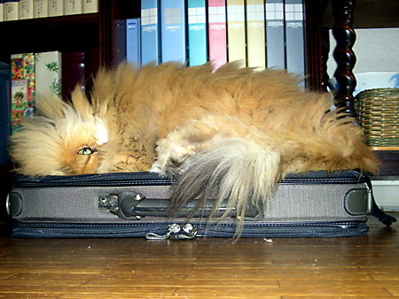 猫、チンチラ・来夢、来喜、ミドリガメ・マックス、コロタン