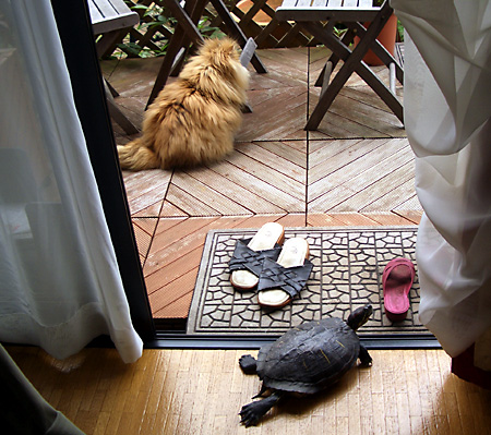 猫, チンチラ・ゴールデン, 来夢, 来喜