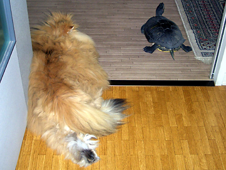 猫、チンチラ・来夢、来喜、ミドリガメ・マックス、コロタン