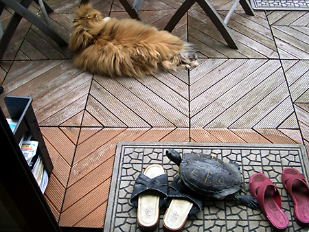 猫、チンチラ・来夢、来喜、ミドリガメ・マックス、コロタン