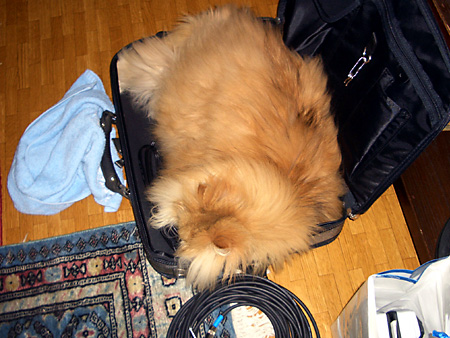 猫、チンチラ・来夢、来喜、ミドリガメ・マックス、コロタン