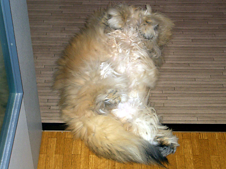 猫、チンチラ・来夢、来喜、ミドリガメ・マックス、コロタン