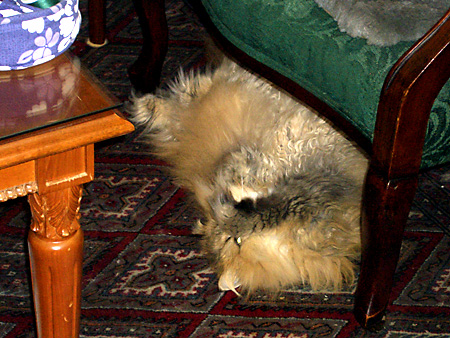 猫、チンチラ・来夢、来喜、ミドリガメ・マックス、コロタン