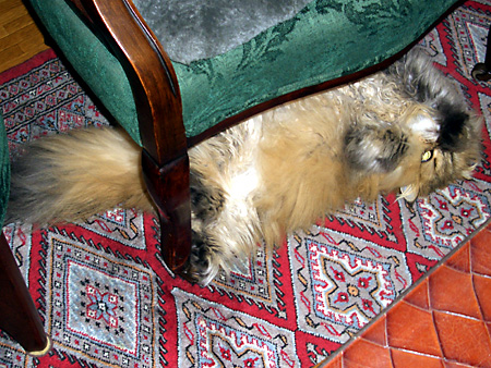 猫、チンチラ・来夢、来喜、ミドリガメ・マックス、コロタン