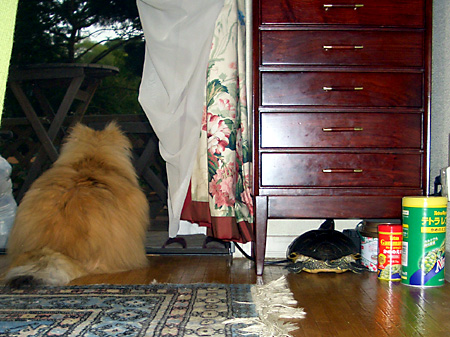 猫, チンチラ・ゴールデン, 来夢, 来喜