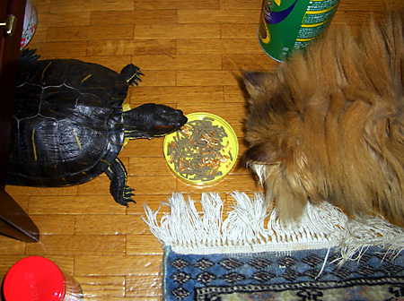 猫, チンチラ・ゴールデン, 来夢, 来喜