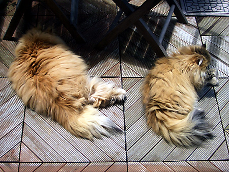 猫、チンチラ・来夢、来喜、ミドリガメ・マックス、コロタン