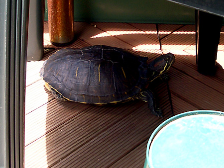 猫、チンチラ・来夢、来喜、ミドリガメ・マックス、コロタン