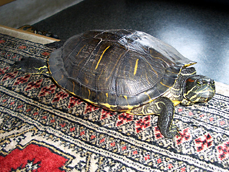 猫、チンチラ・来夢、来喜、ミドリガメ・マックス、コロタン